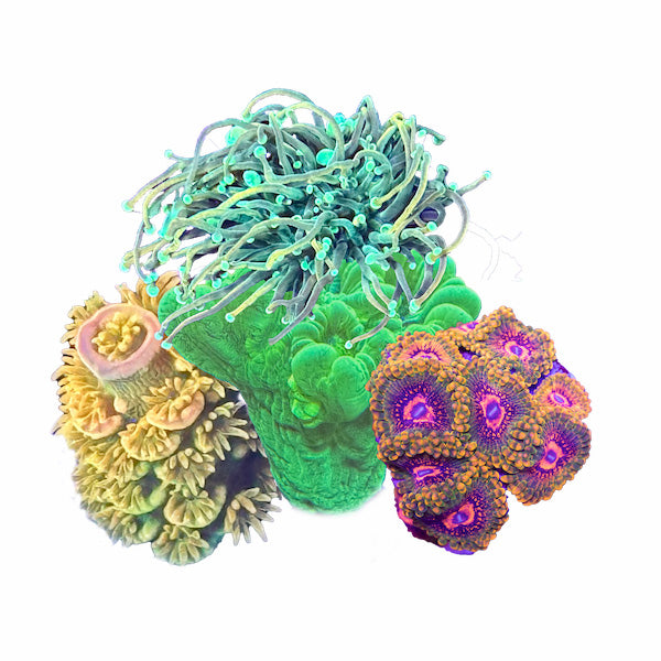 All Corals & Anemones