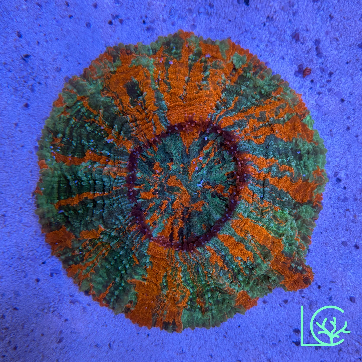 Warpaint Acantho WYSIWYG