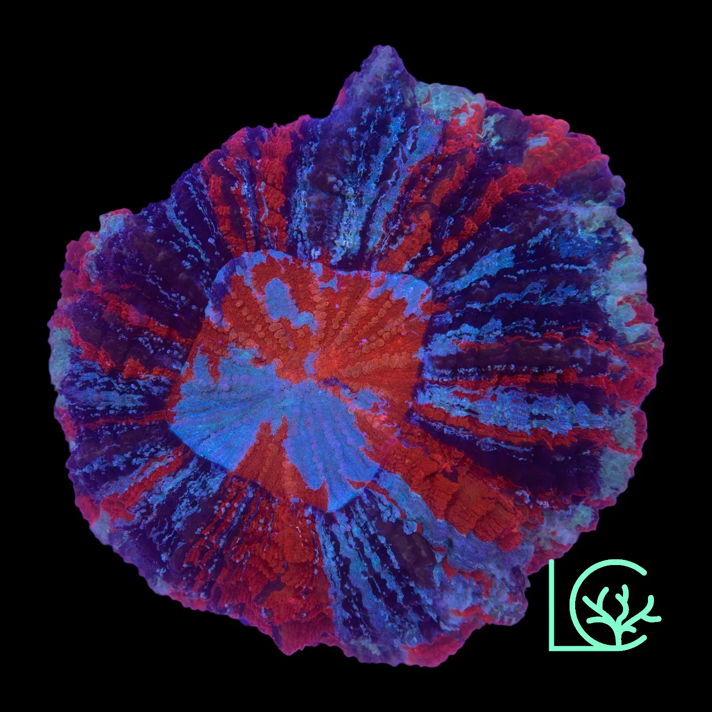 Warpaint Acantho WYSIWYG