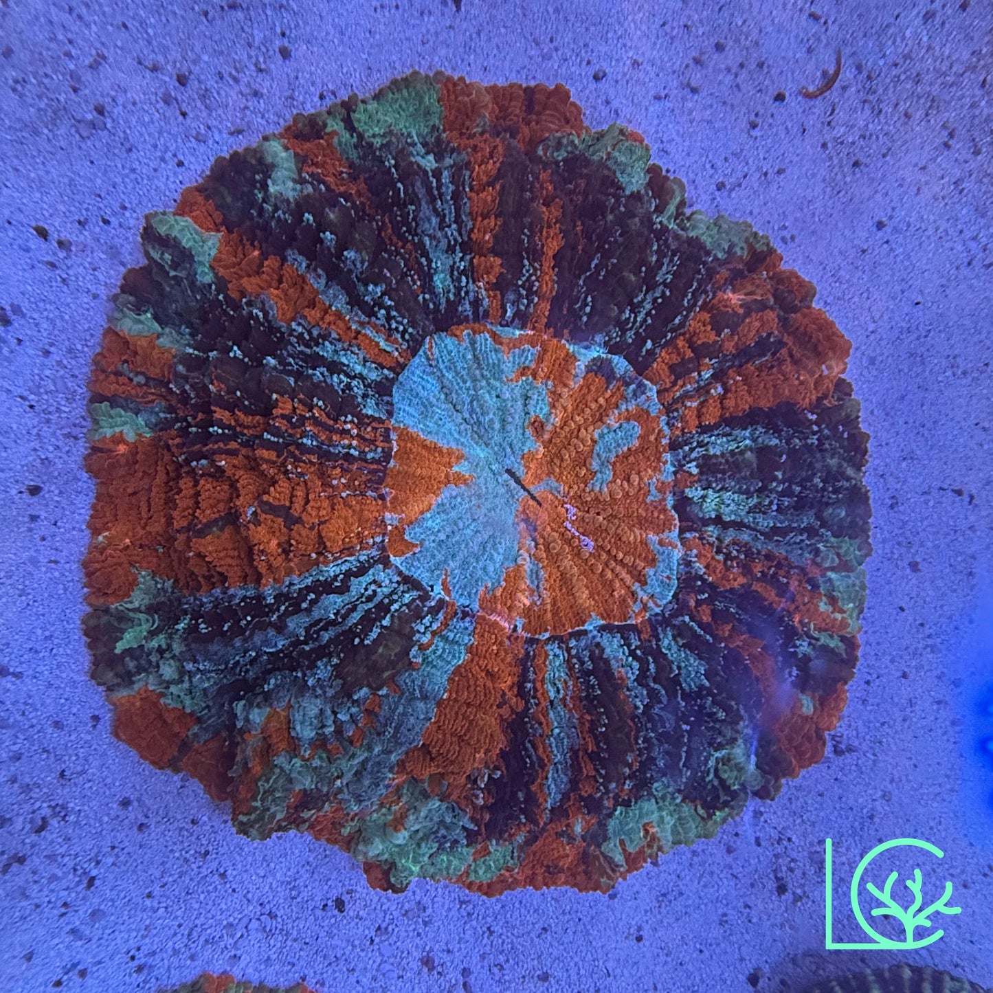 Warpaint Acantho WYSIWYG