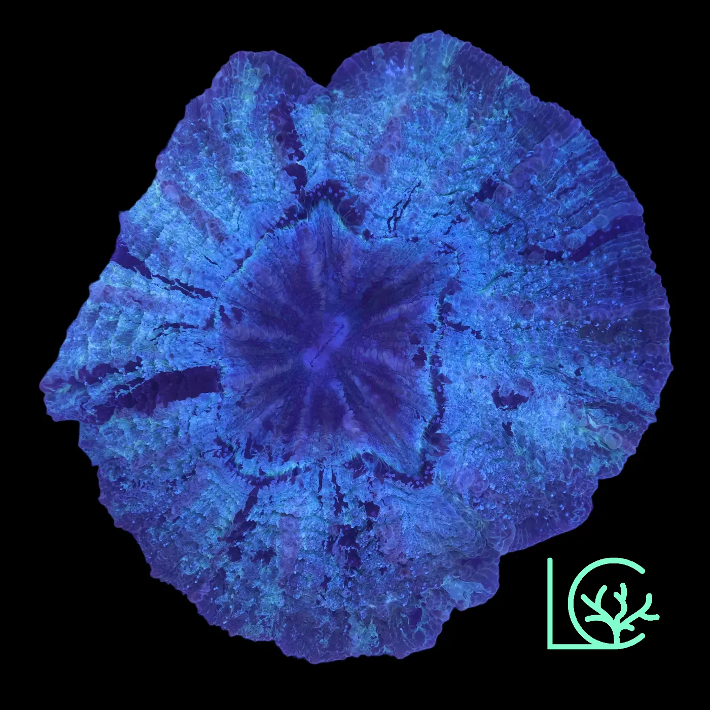 Platinum Acantho WYSIWYG