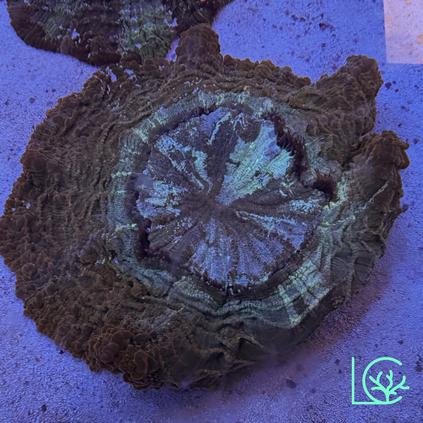 Marble Acantho WYSIWYG