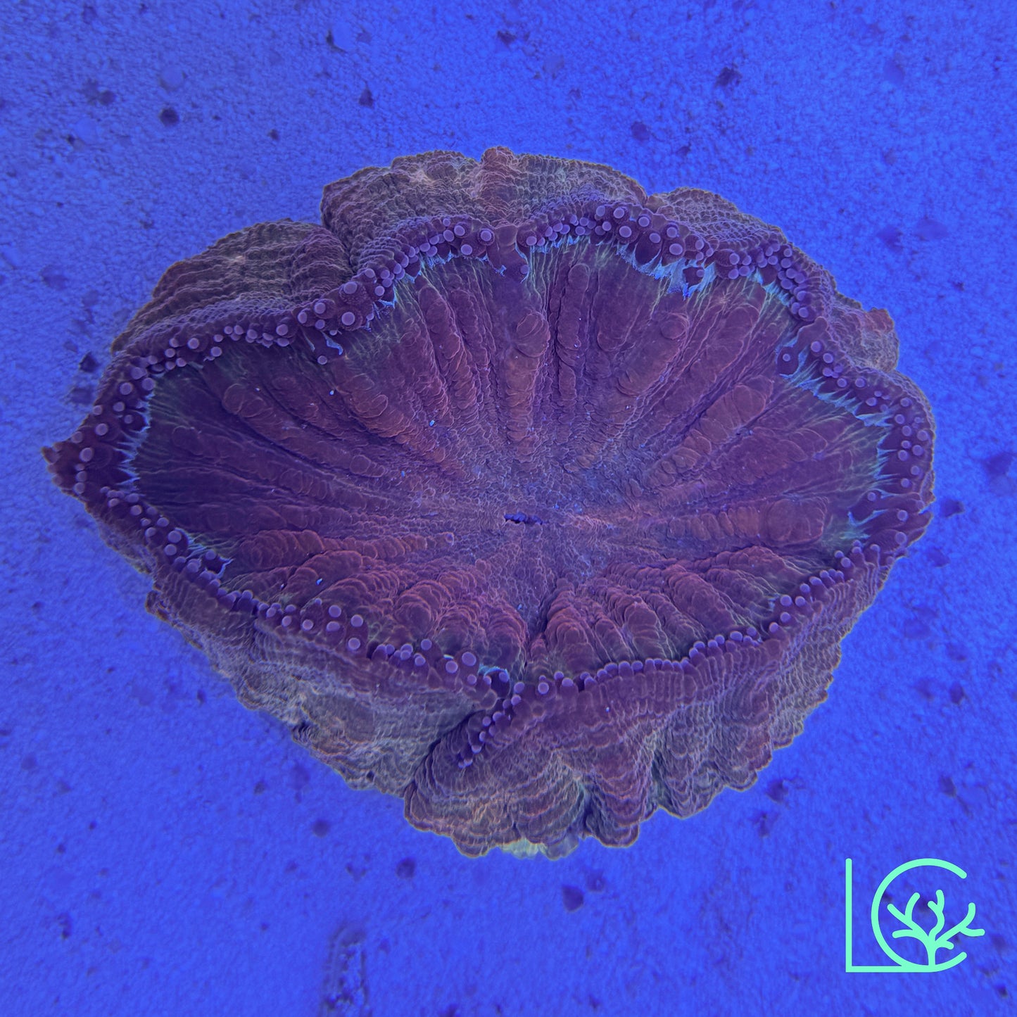 Crimson Acantho WYSIWYG