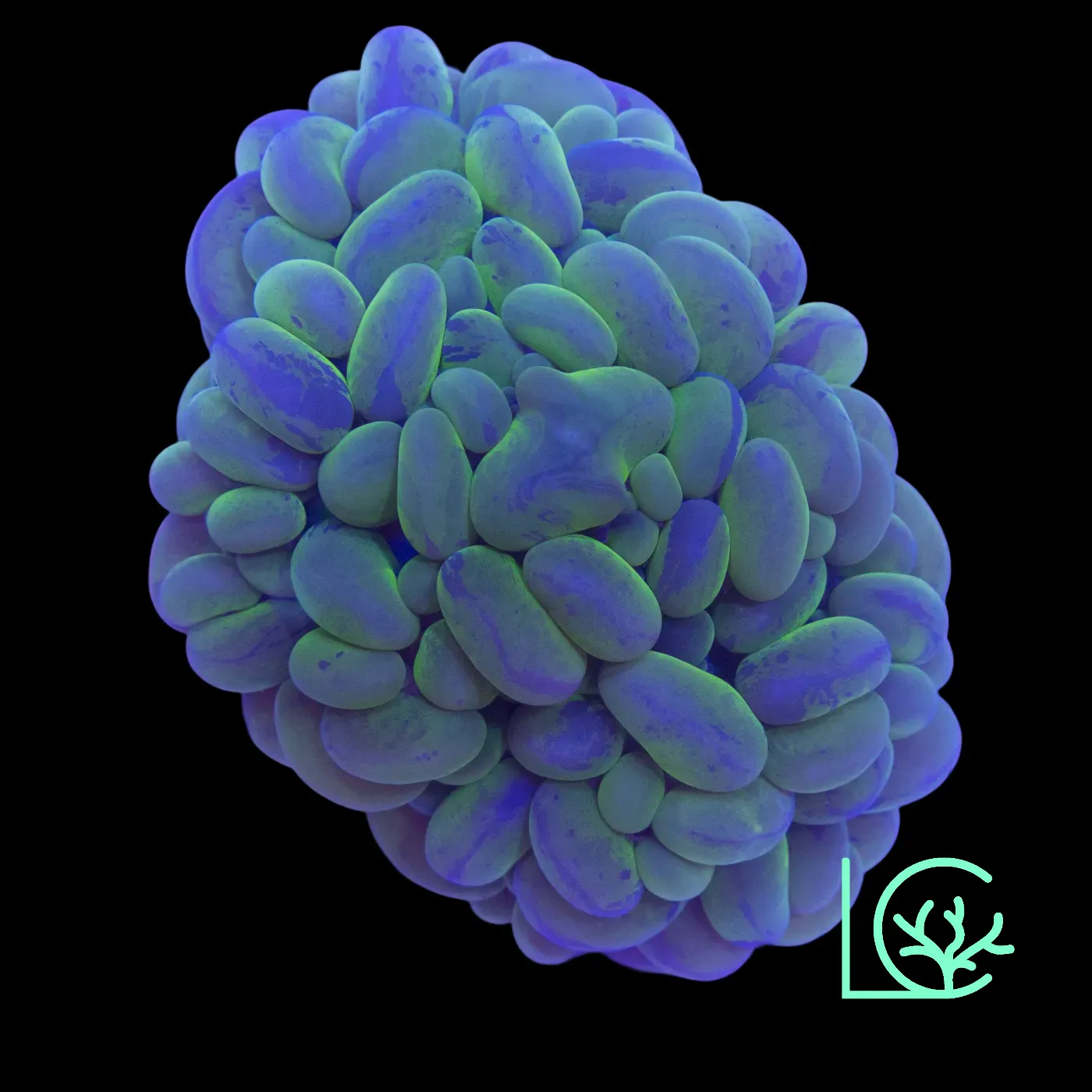 Bubble Coral WYSIWYG