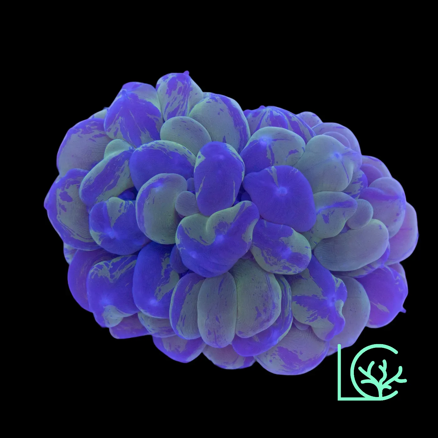 Bubble Coral WYSIWYG