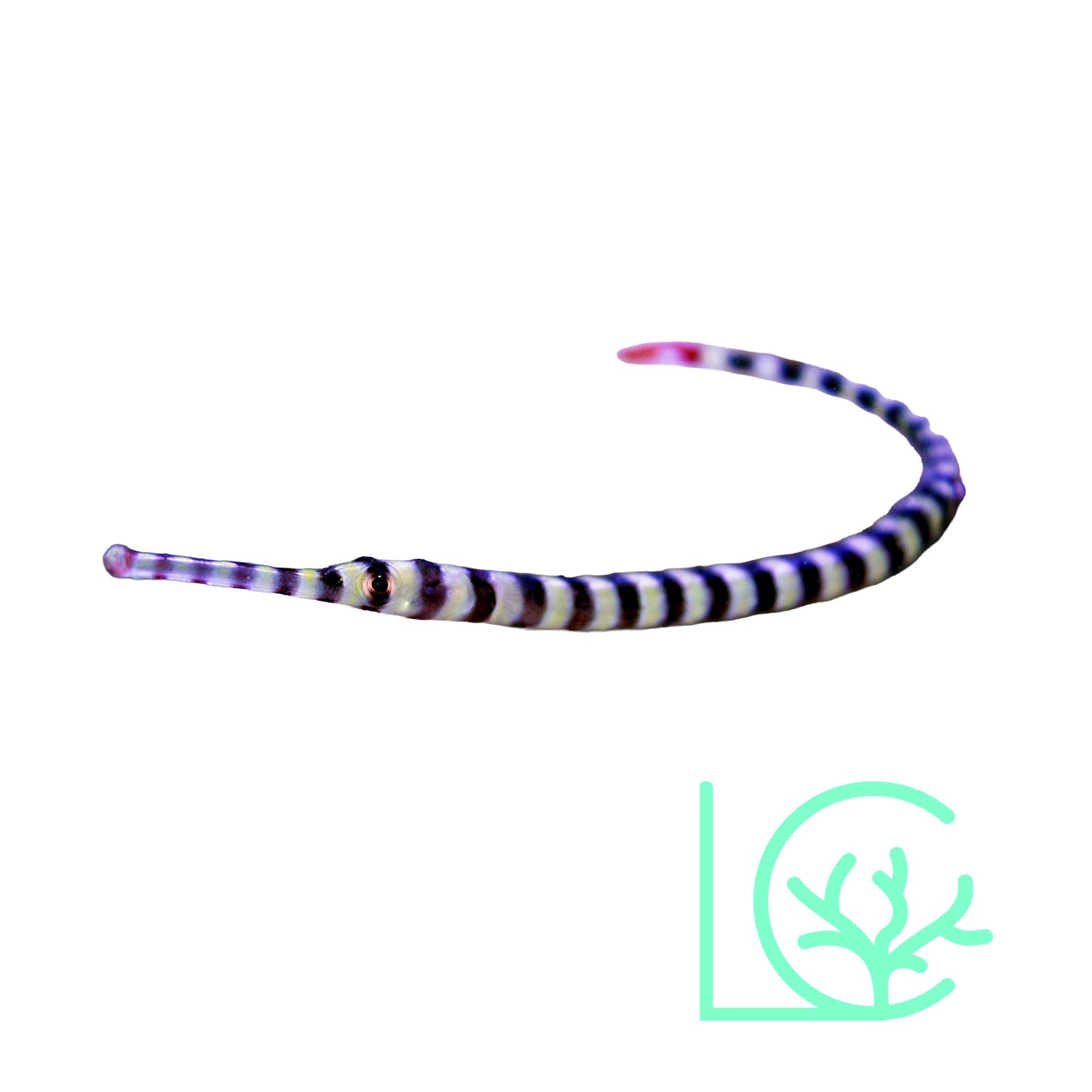 Banded Pipefish