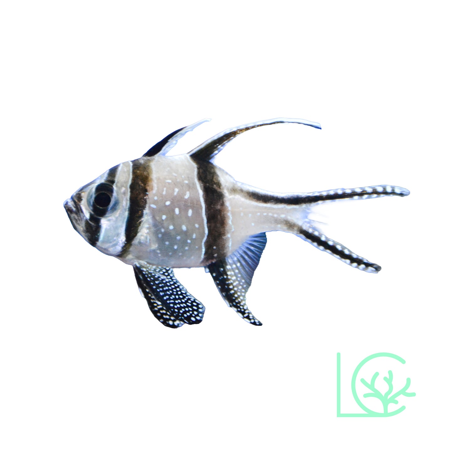 Banggai Cardinals
