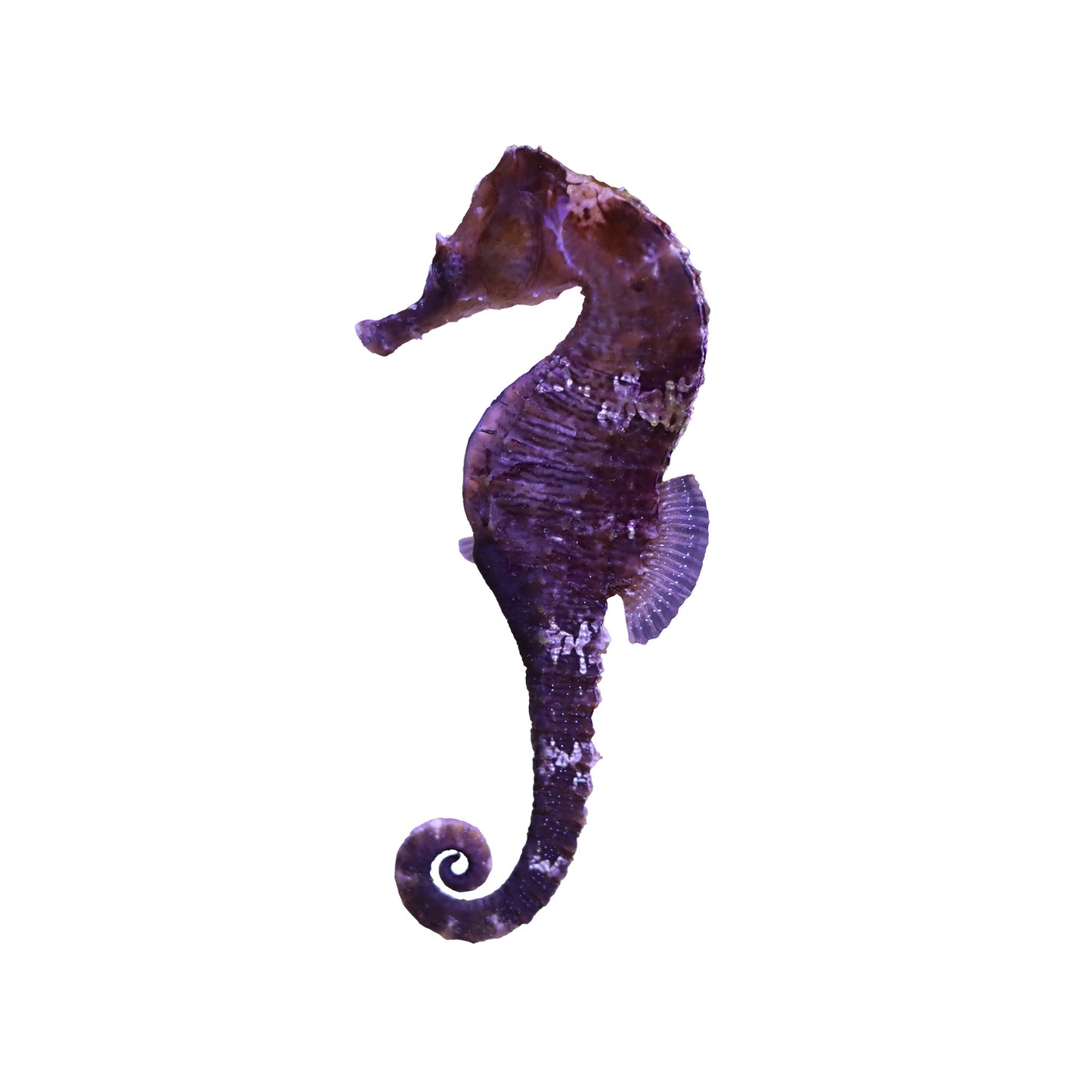 Biota Captive-Bred Lined Seahorse