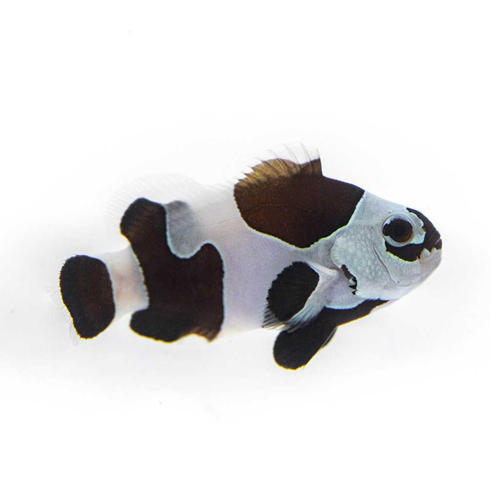 Black Storm Clownfish