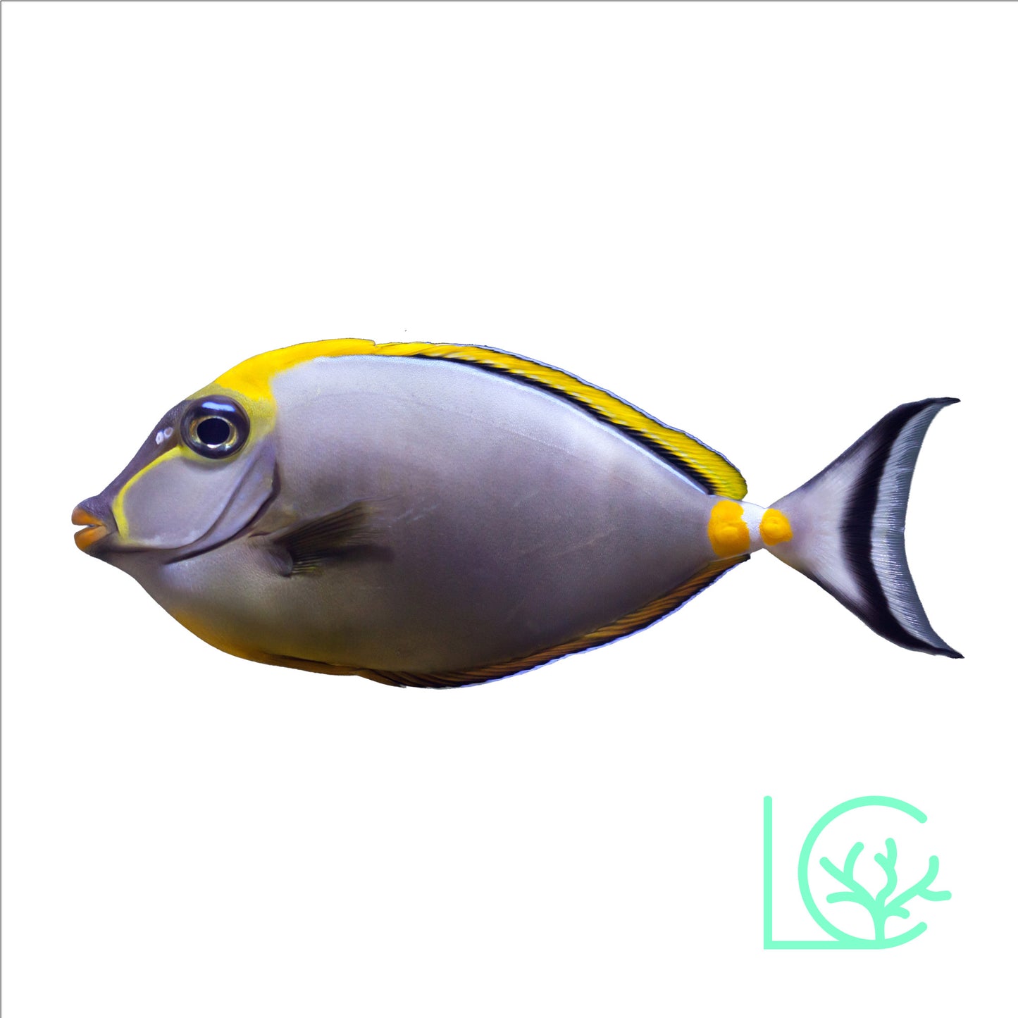 Blonde Naso Tang