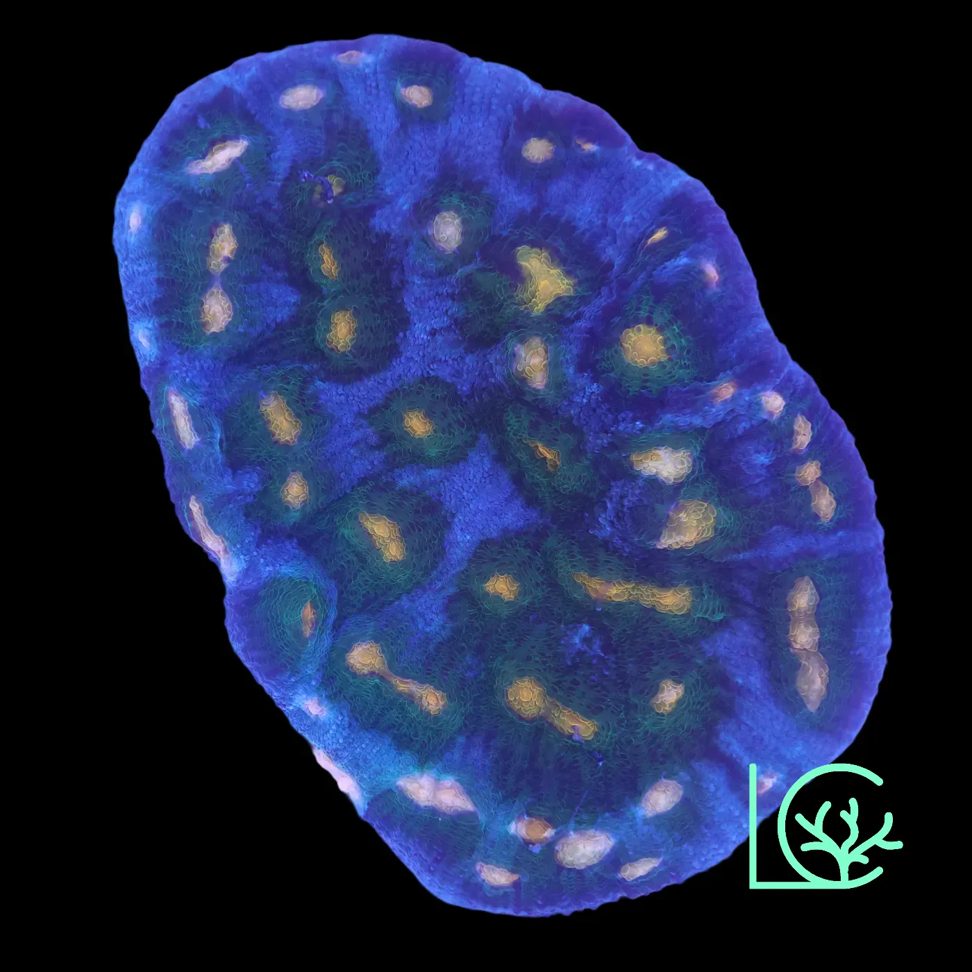 LC Pete's Dragon Chalice Colony WYSIWYG