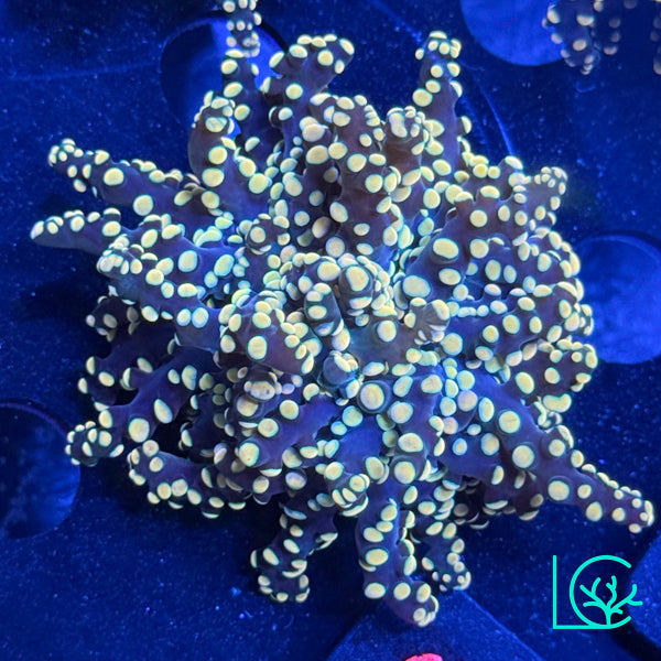 LC Peach Tip Octospawn WYSIWYG