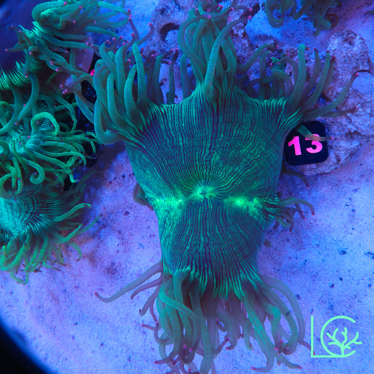 Aquacultured Pink Tip Elegance WYSIWYG