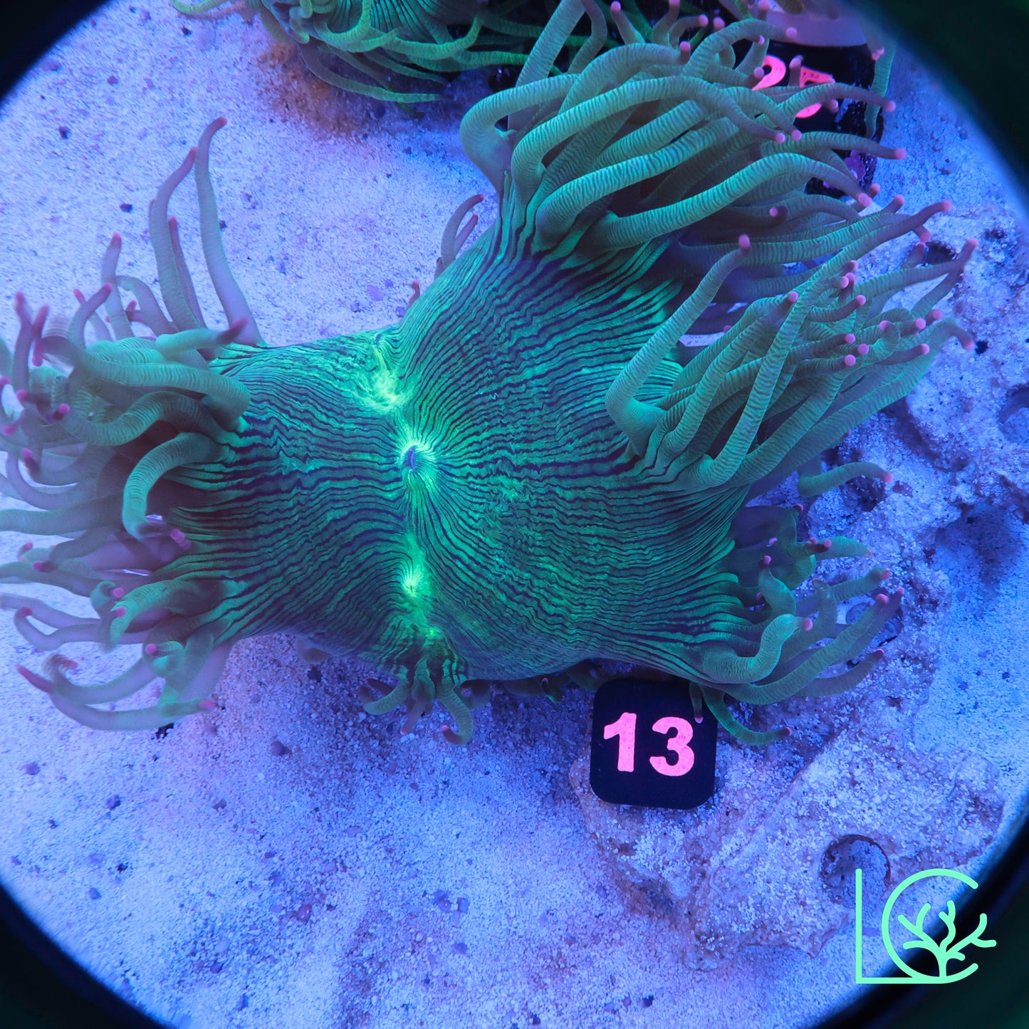 Aquacultured Pink Tip Elegance WYSIWYG
