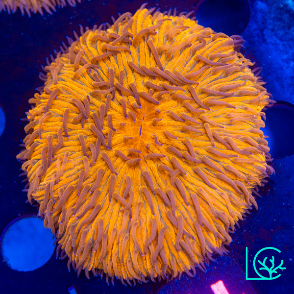 Orange Plate WYSIWYG