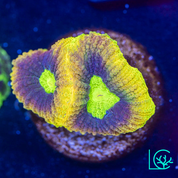 LC Dragon Soul Favia WYSIWYG