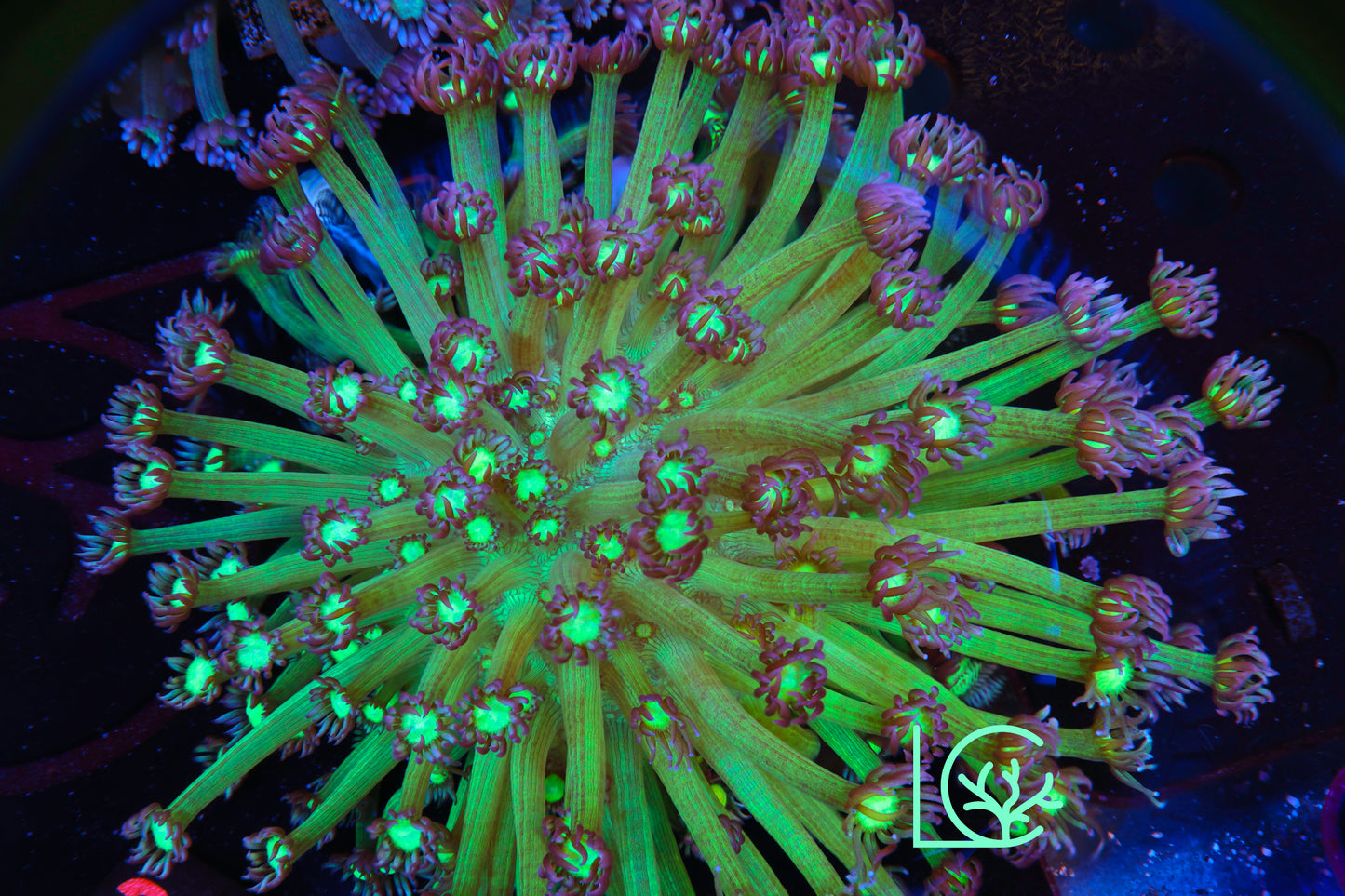 Glowstick Goni WYSIWYG
