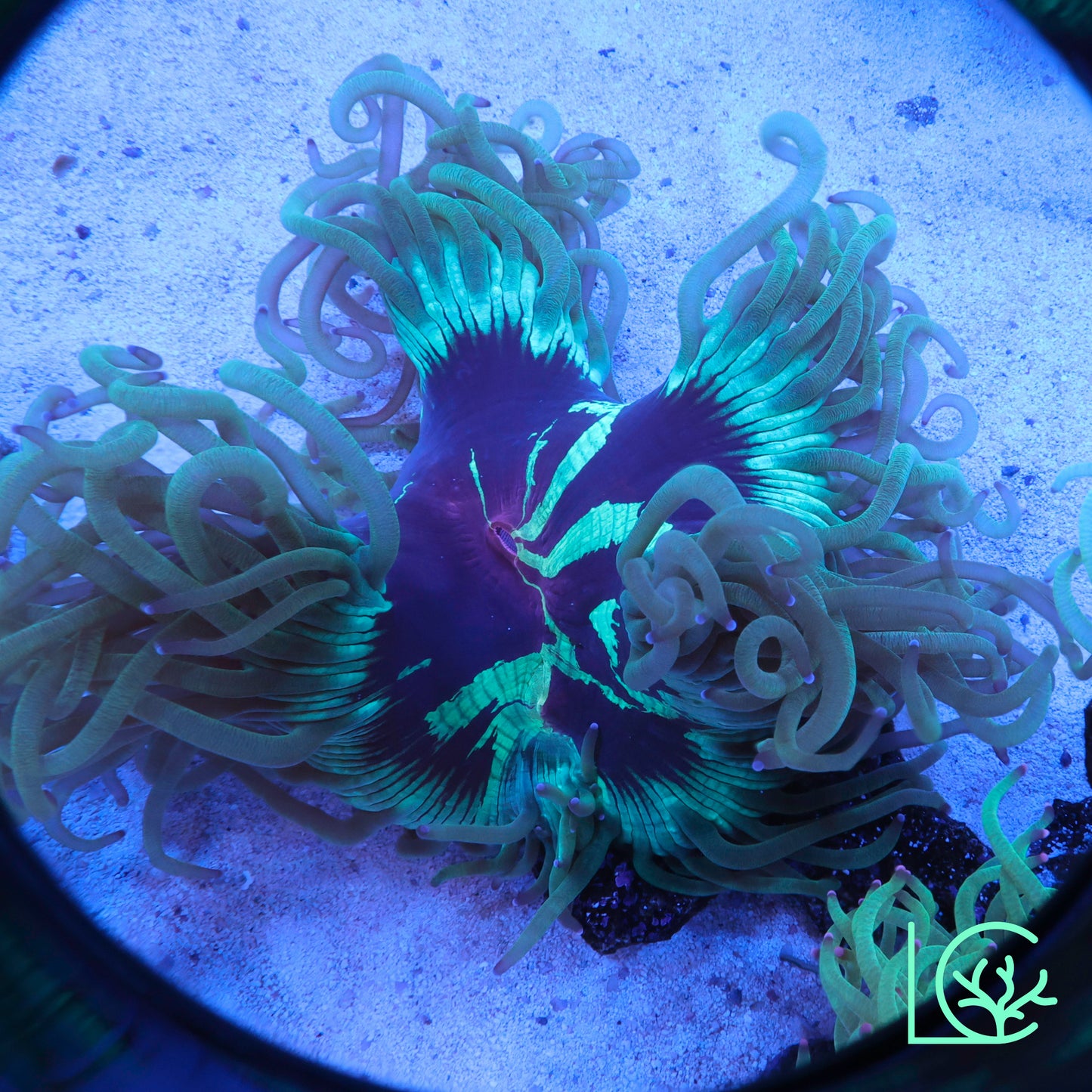 Aquacultured Splatter Elegance WYSIWYG