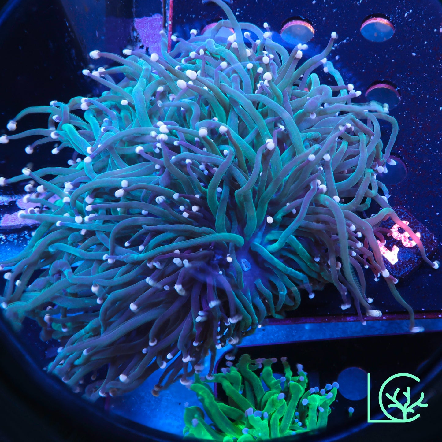 Jade Torch Colony WYSIWYG