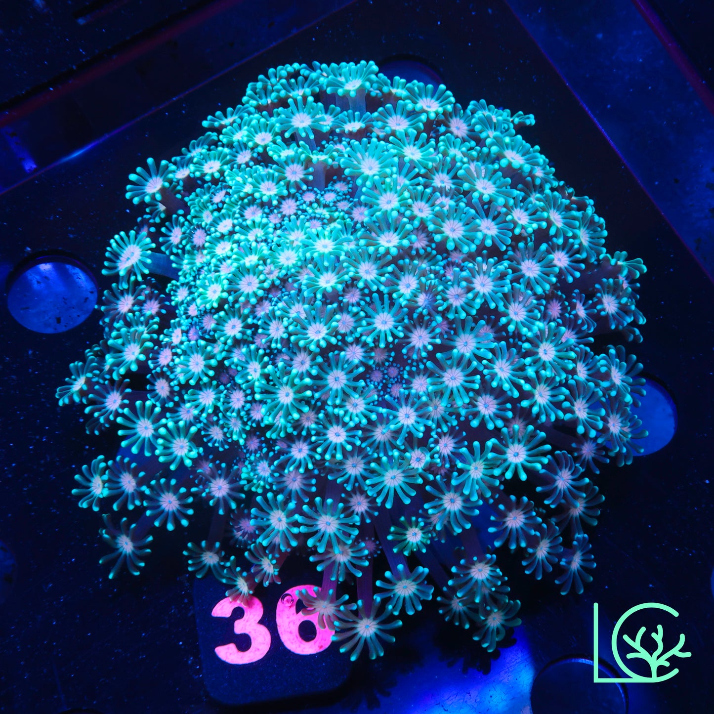 Pastel Dream Alveopora Colony WYSIWYG