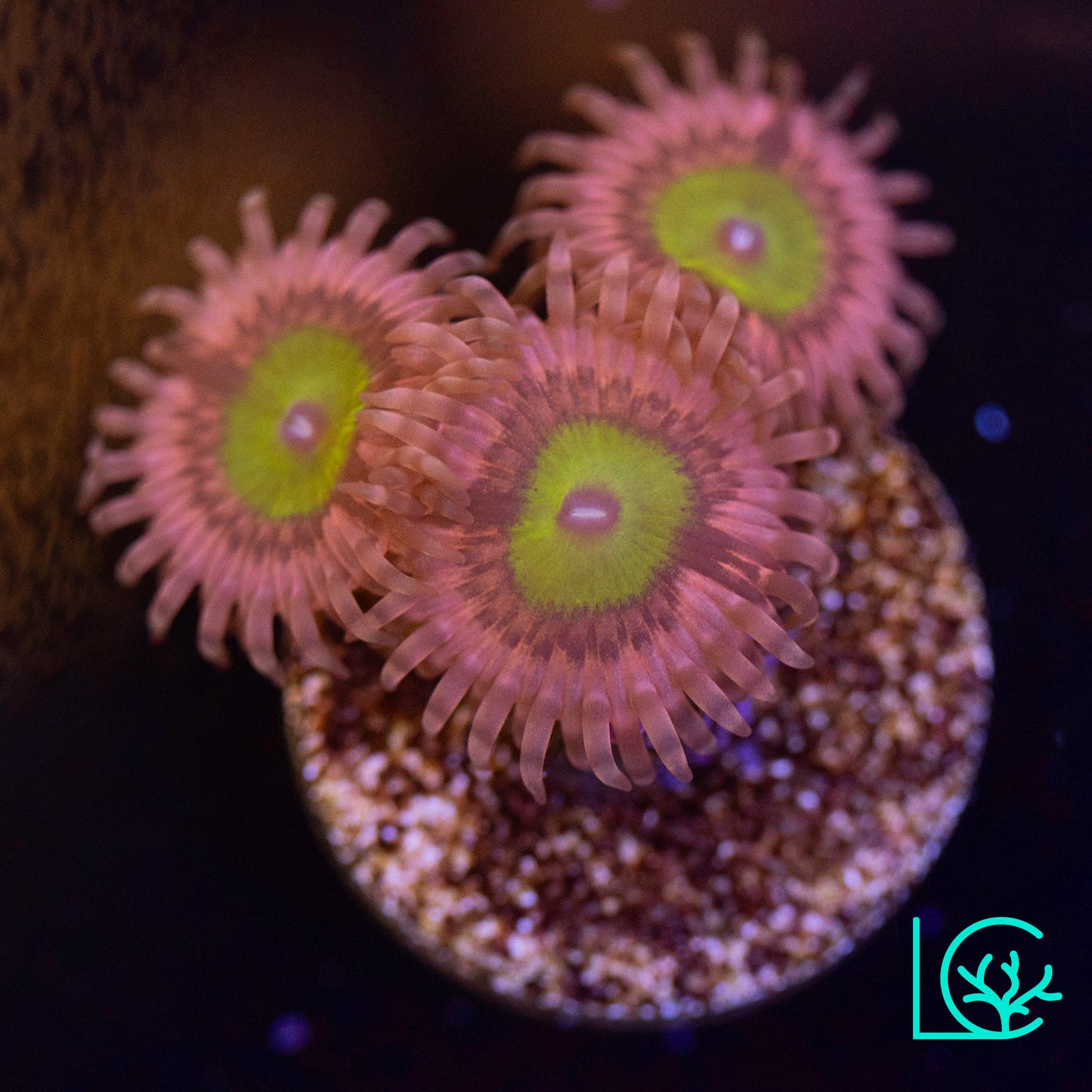 Pink Hippos Zoa WYSIWYG