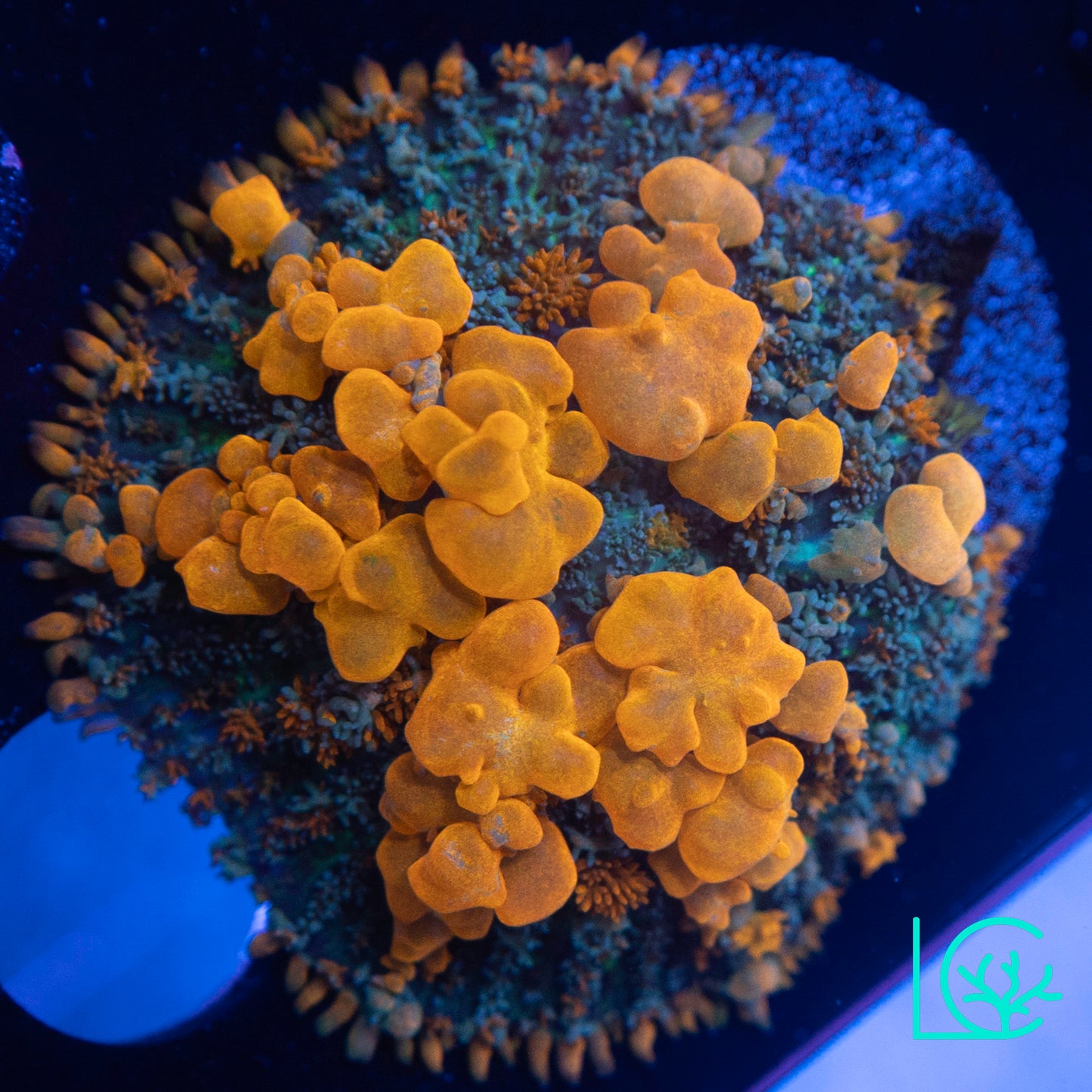 Sunkist Bounce Mushroom WYSIWYG