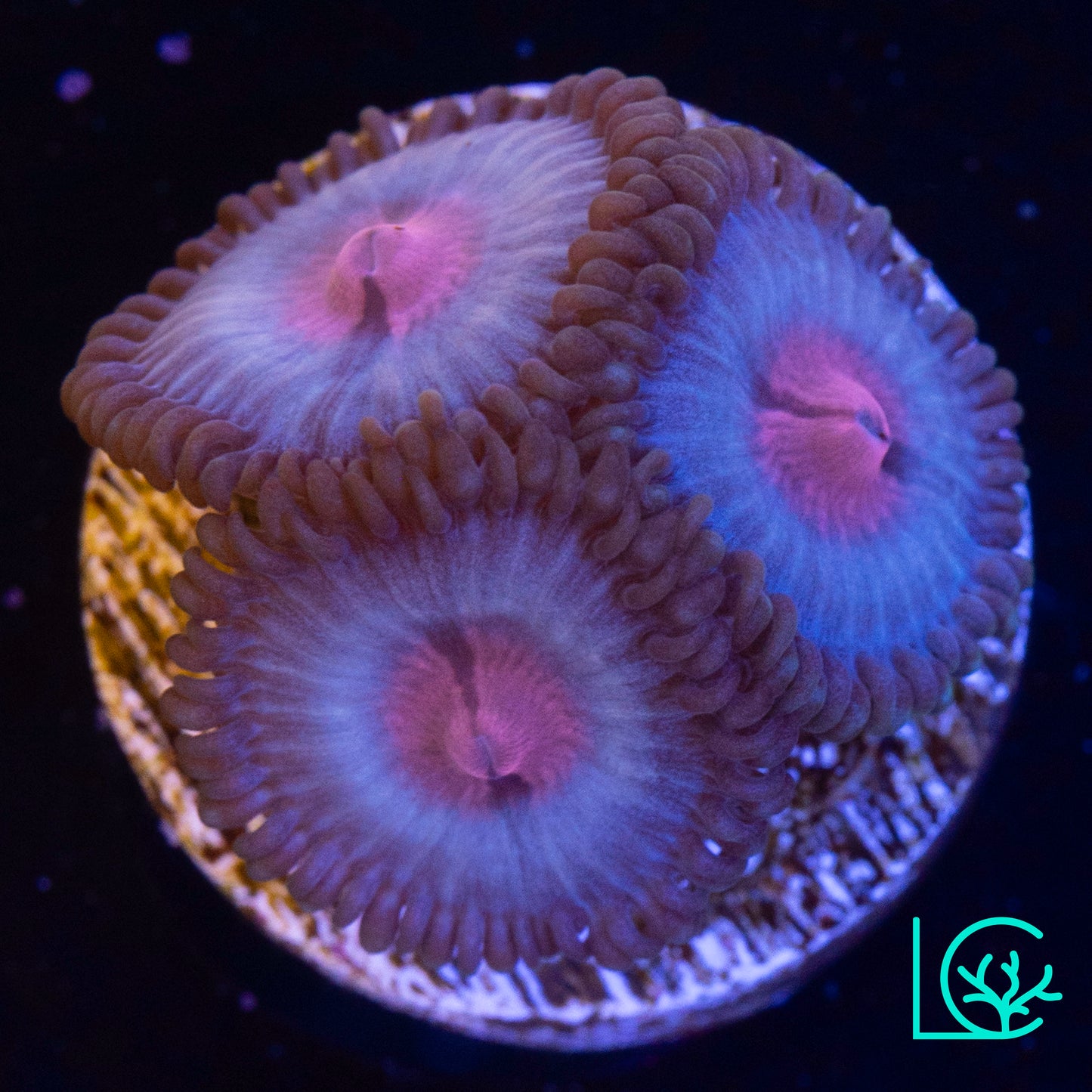 MIami Vice Zoa WYSIWYG