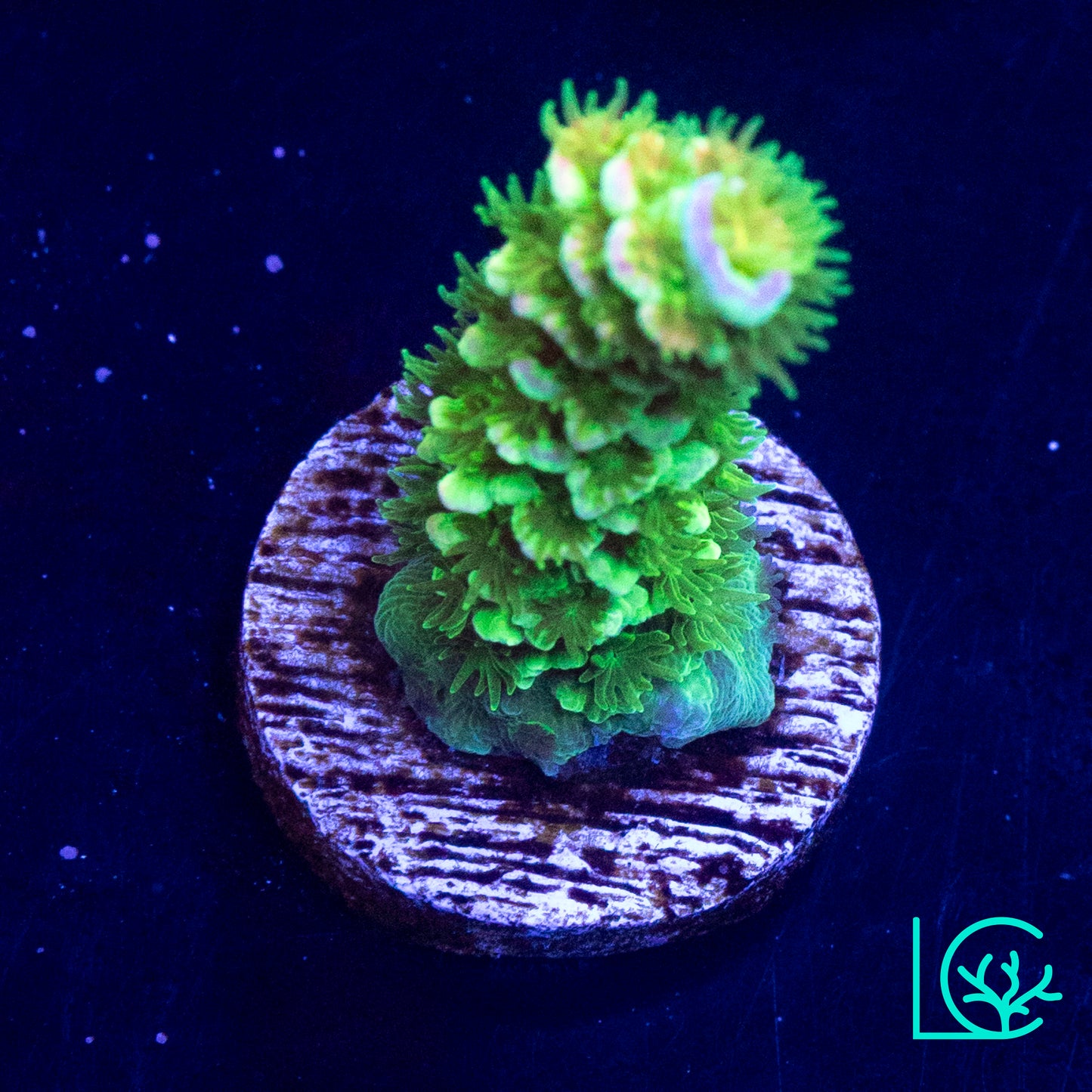 Jason Fox Homewrecker Acropora WYSIWYG