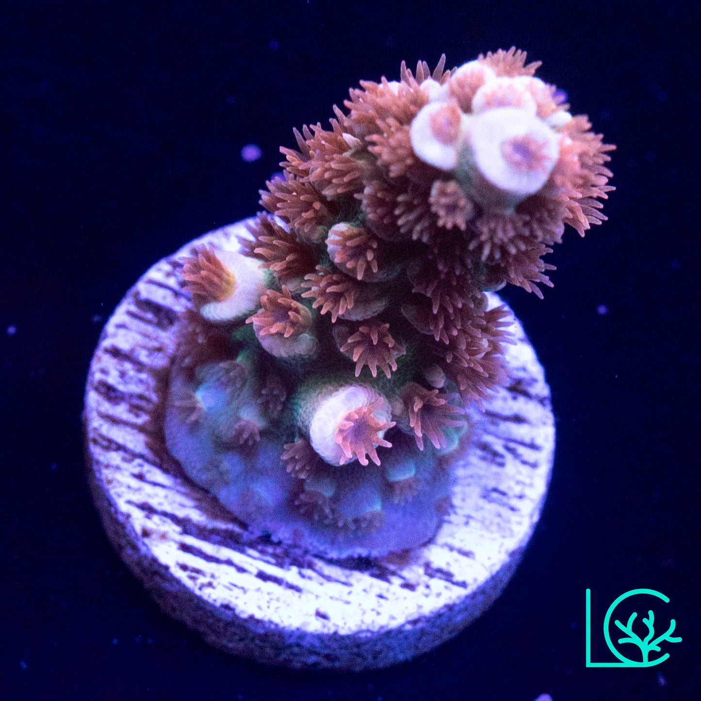 RR Lady in Pink Acropora WYSIWYG