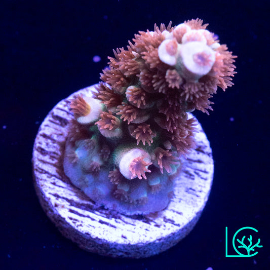 RR Lady in Pink Acropora WYSIWYG
