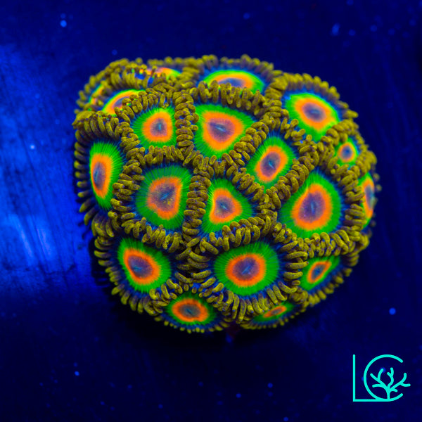 Rasta Zoa WYSIWYG