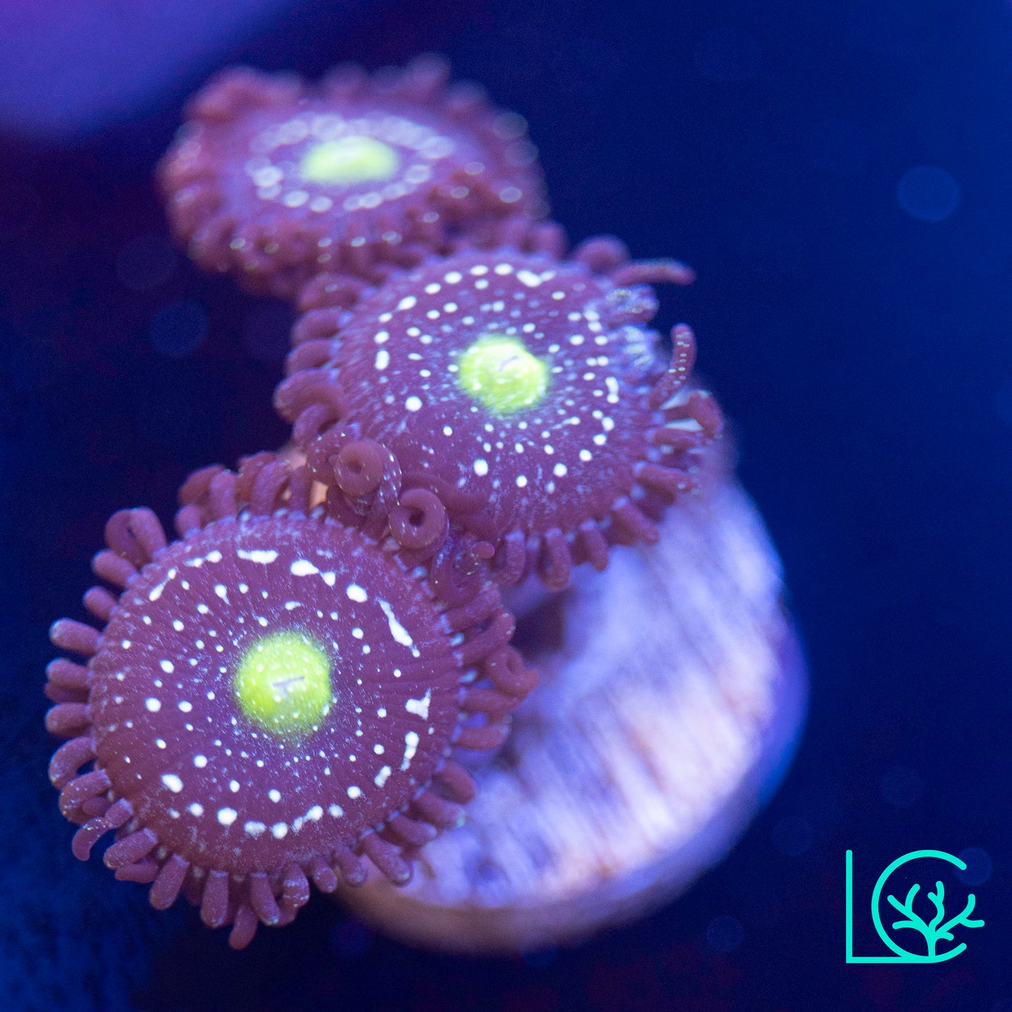 Blue Lagoon Zoa WYSIWYG