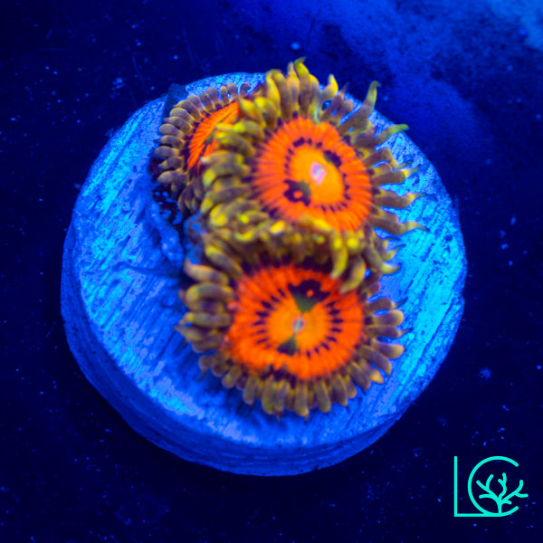 Rainbow Incinerator Zoa WYSIWYG