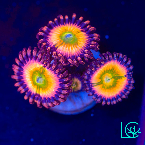 Rainbow Infusion Zoa WYSIWYG