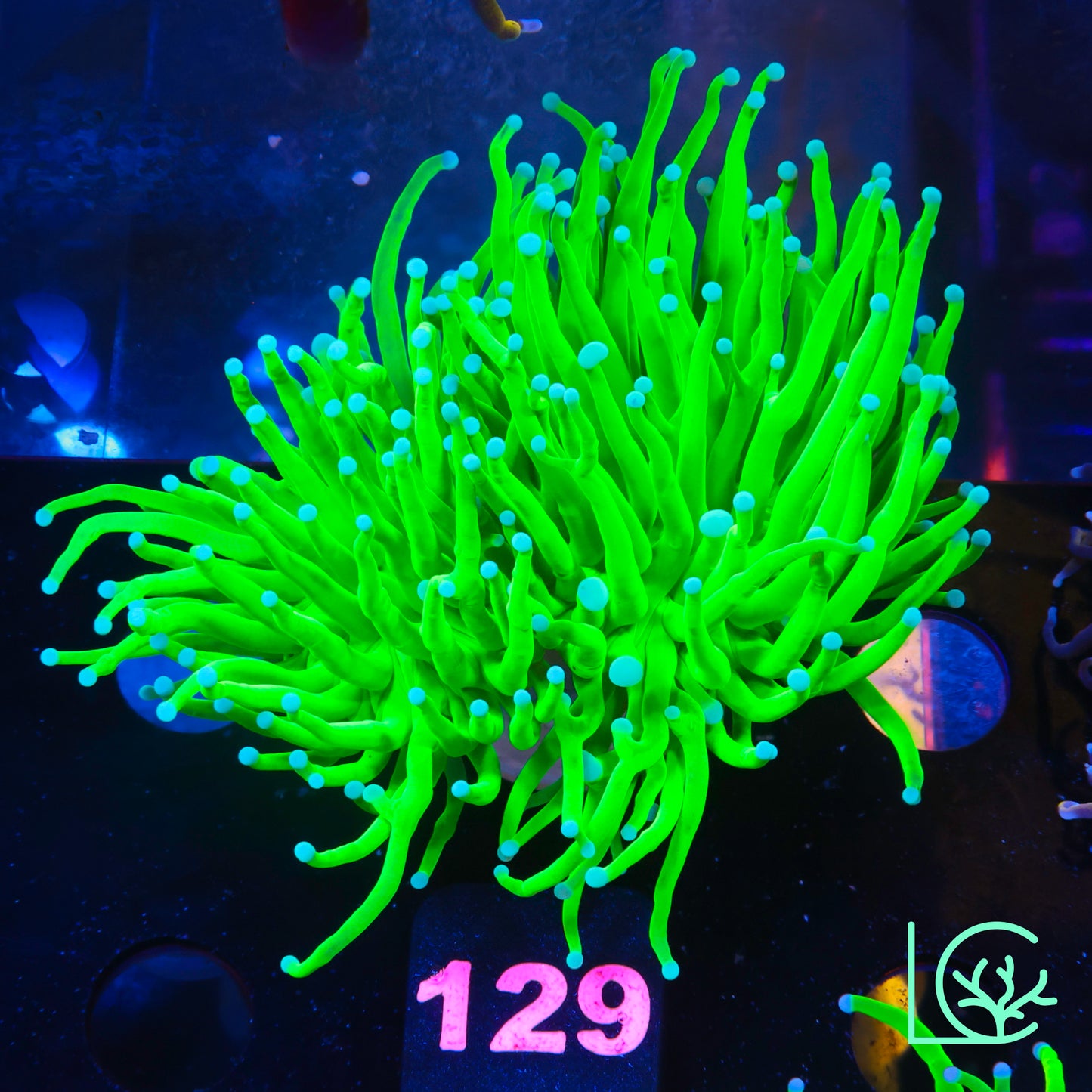 White Tip Holy Grail Torch WYSIWYG