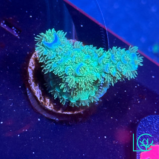 Matt V Peter Pan Acropora WYSIWYG