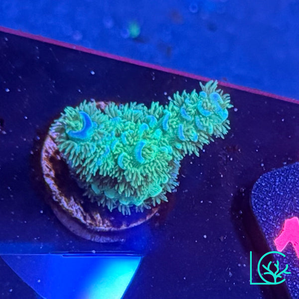 Matt V Peter Pan Acropora WYSIWYG
