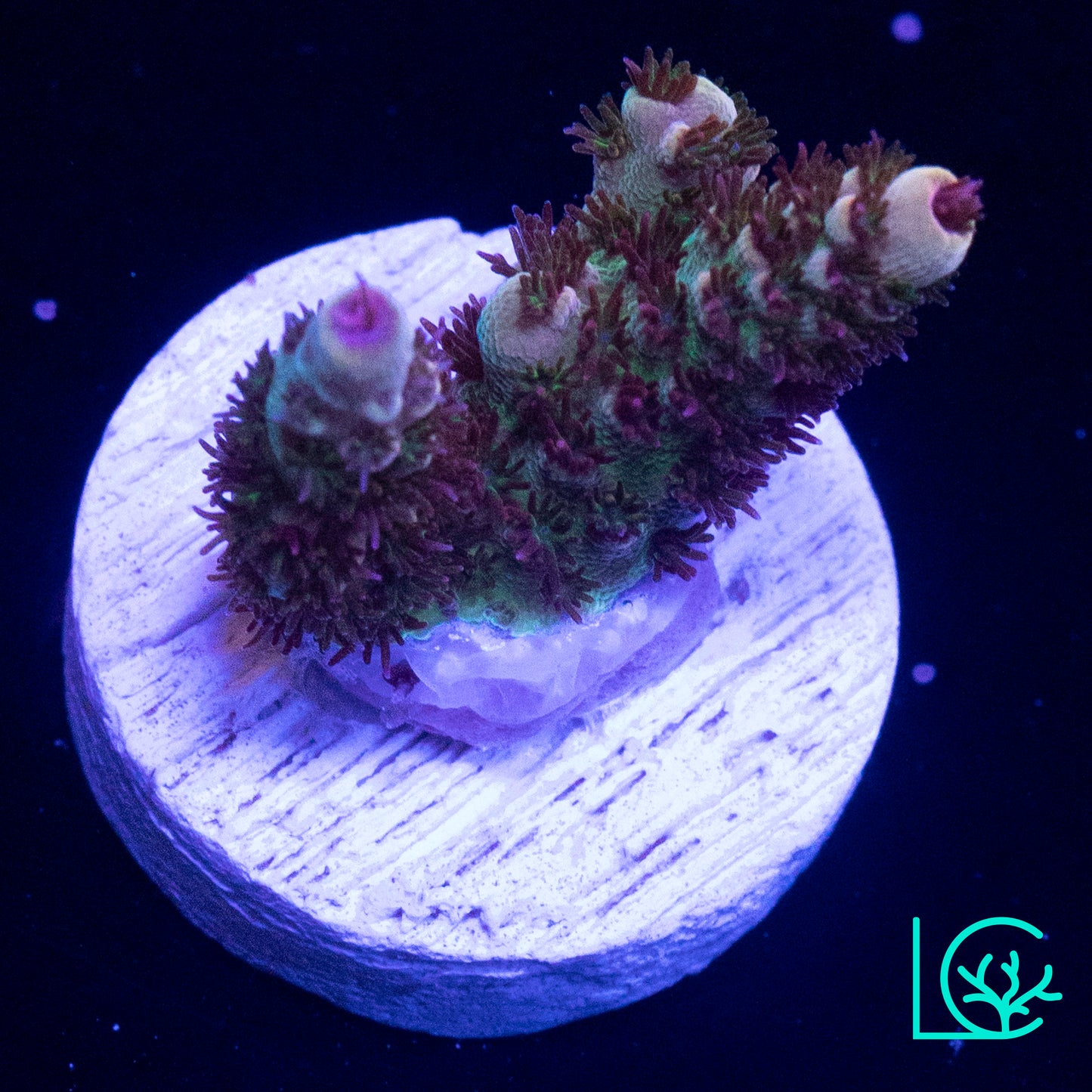 TSA Rainbow Sherbert Acropora WYSIWYG