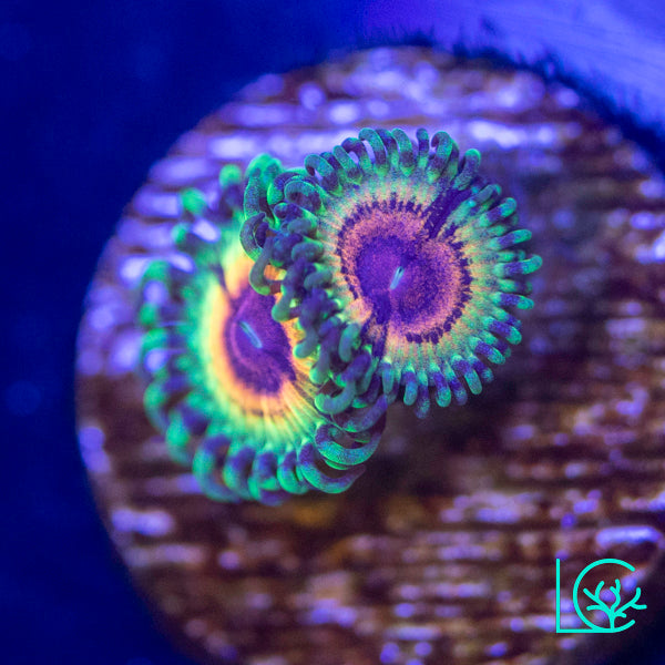 Little Shop of Horror Zoa WYSIWYG