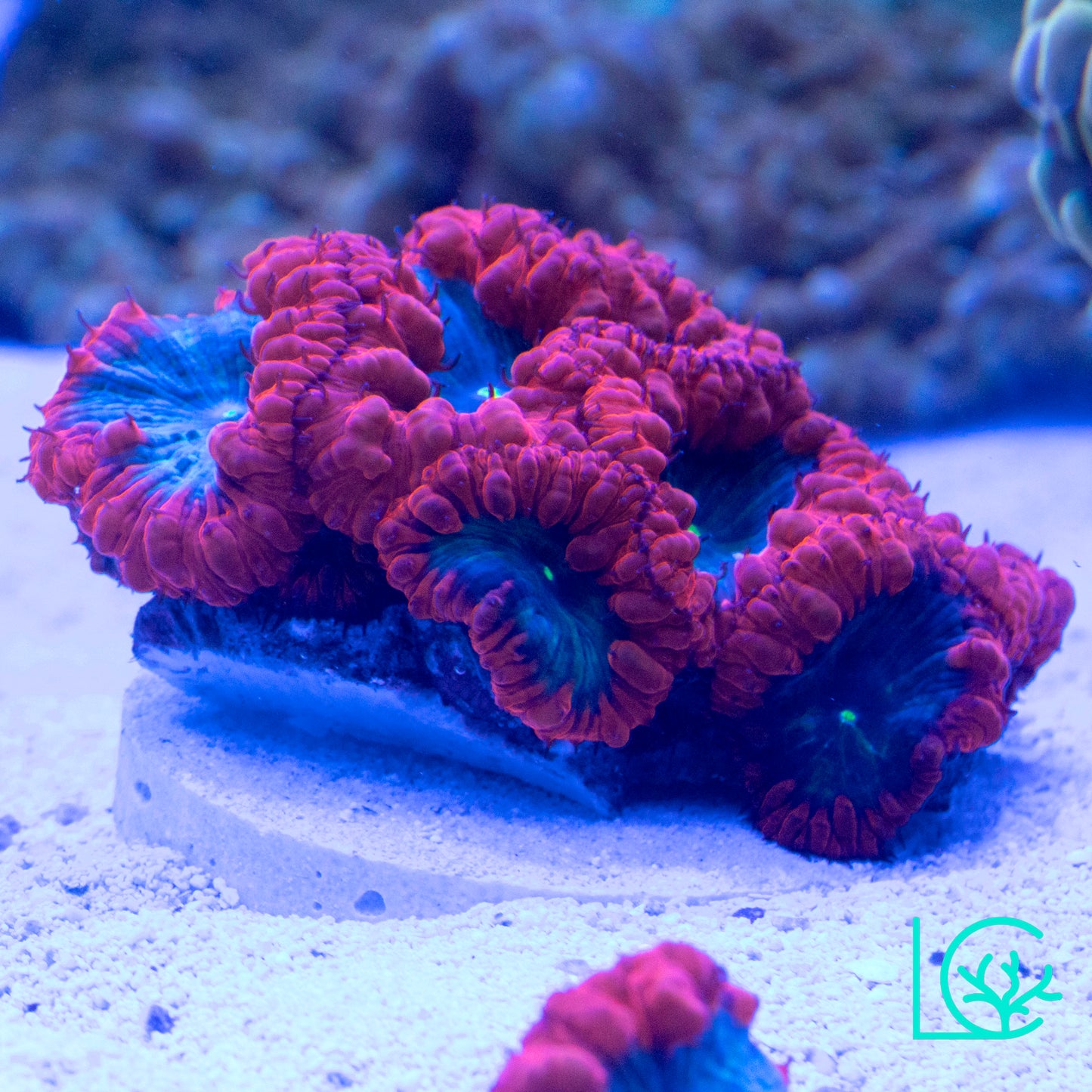Very Berry Blasto Colony WYSIWYG