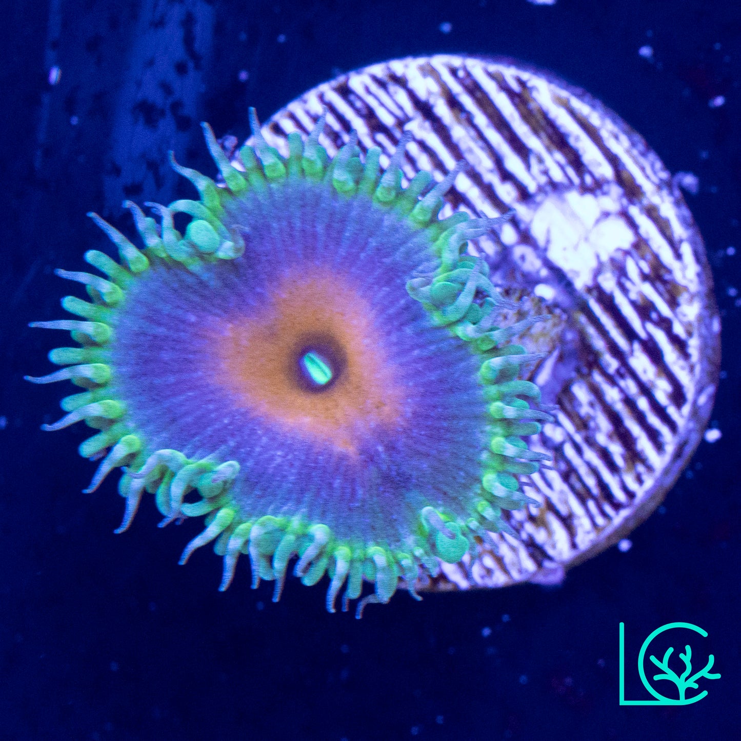 Captain America Zoa WYSIWYG