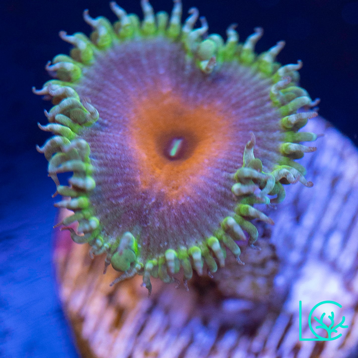 Captain America Zoa WYSIWYG