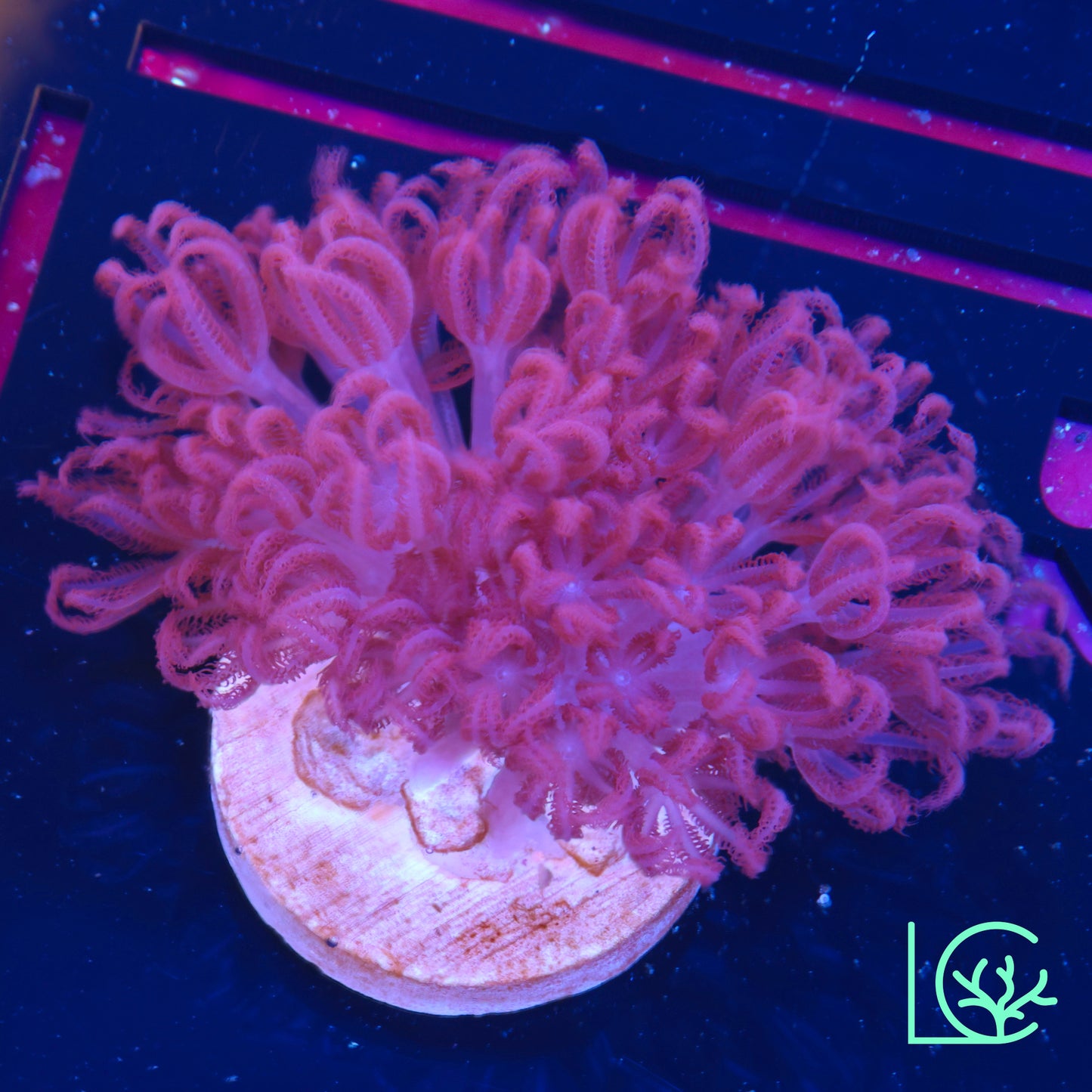 Ruby Red Xenia WYSIWYG