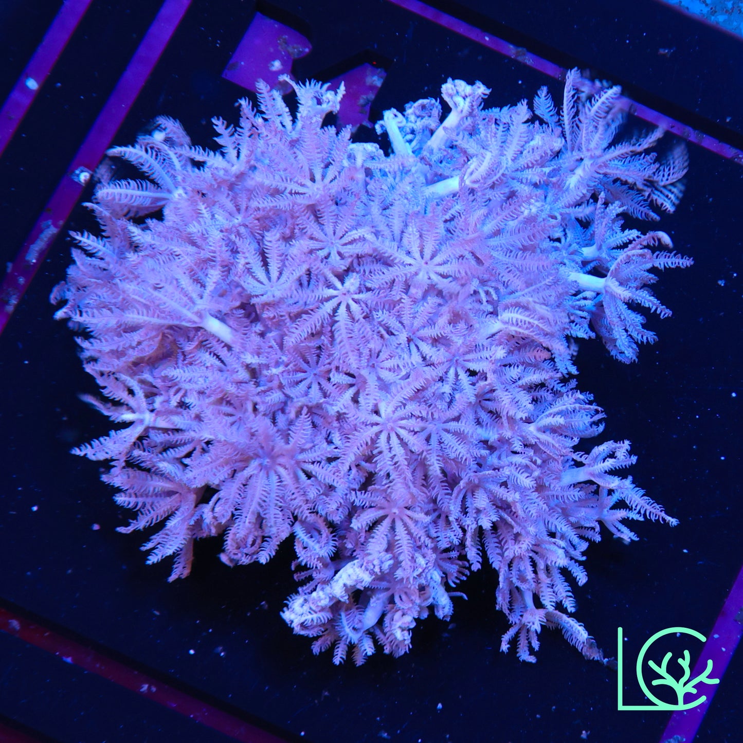 Pulsing Xenia WYSIWYG