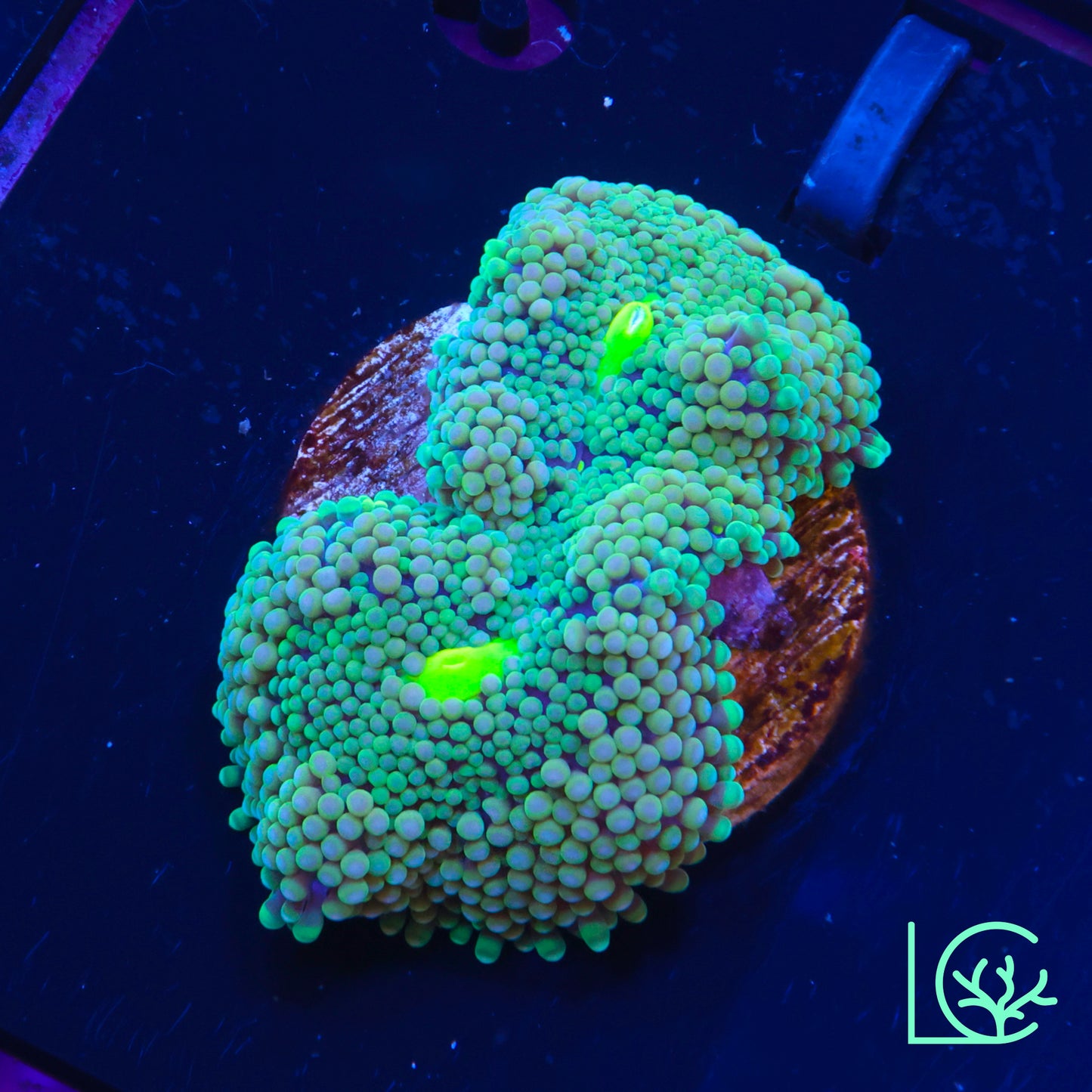 Green Ricordea WYSIWYG