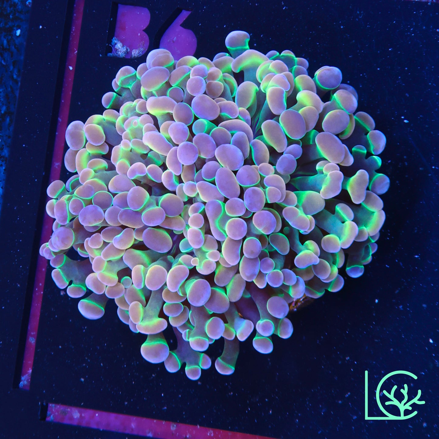 LC Extreme Rainbow Hologram Hammer WYSIWYG