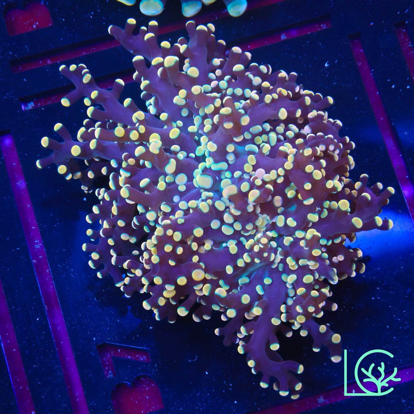 LC Peach Tip Octospawn WYSIWYG