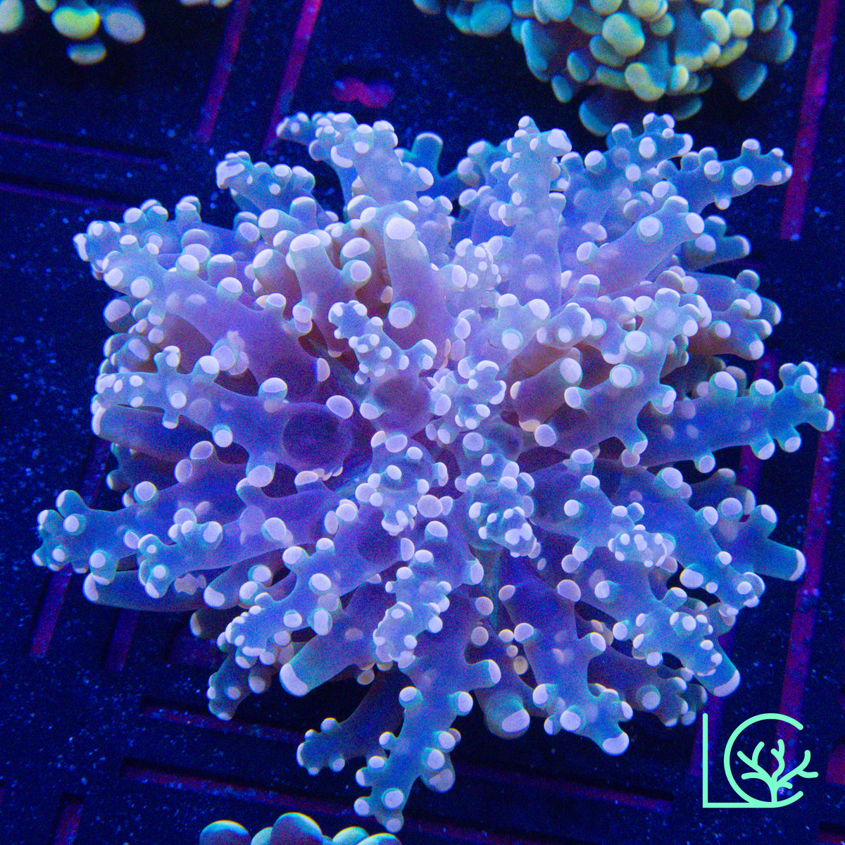 Pink Passion Octospawn WYSIWYG