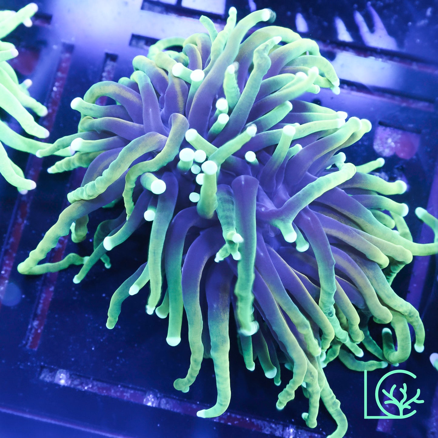 LC Hellfire Torch WYSIWYG