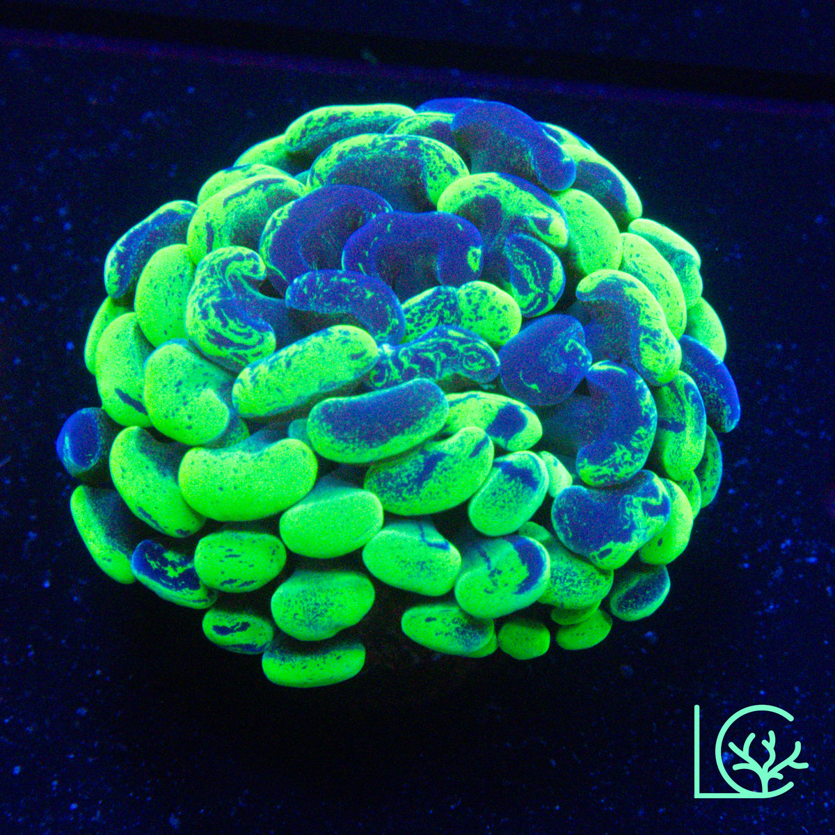 Green Splatter Hammer WYSIWYG